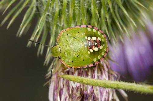 Réf. 326 636 : Nezara viridula