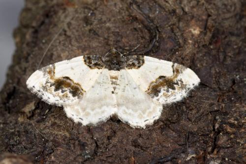 Réf. 326 145 : Ligdia adustata