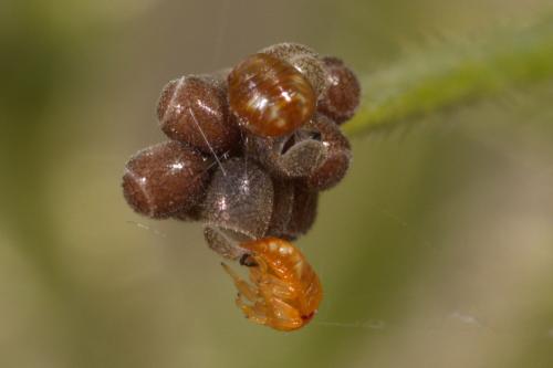Réf. 326 610 : Carpocoris sp.