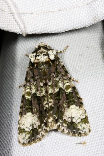 Réf. 326 146 : Craniophora ligustri