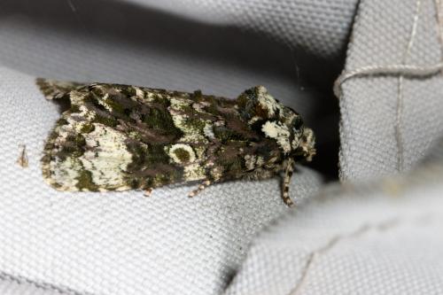 Réf. 326 147 : Craniophora ligustri