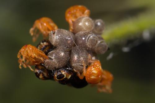 Réf. 326 611 : Carpocoris sp.