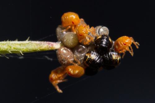 Carpocoris sp.