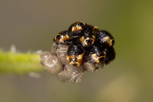 Réf. 326 714 : Carpocoris sp.