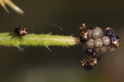 Carpocoris sp.