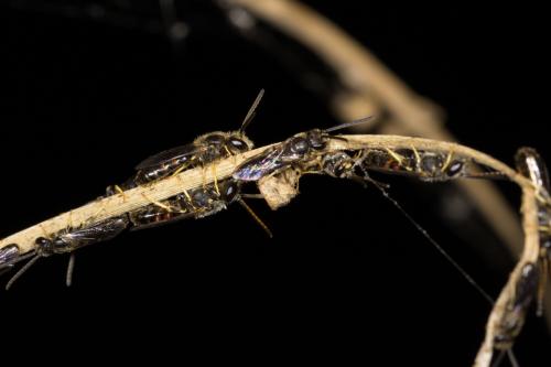 Réf. 326 603 : Lasioglossum sp.