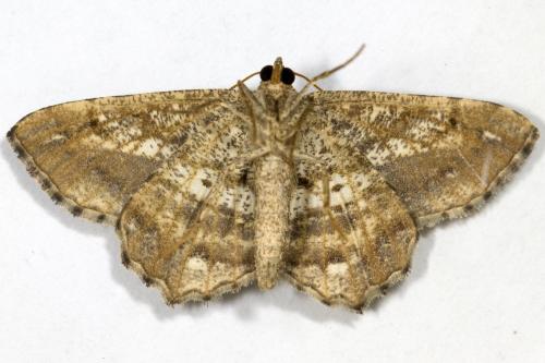 Réf. 326 639 : Chiasmia aestimaria