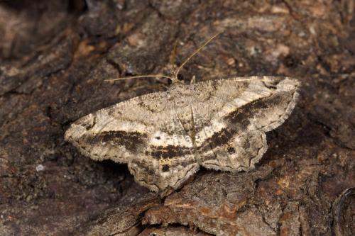 Réf. 326 638 : Chiasmia aestimaria