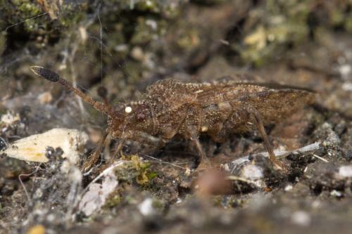 Réf. 326 883 : Strobilotoma typhaecornis
