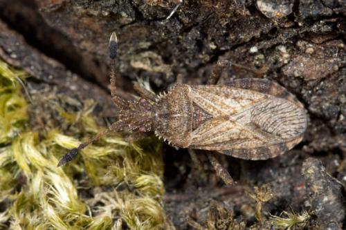 Réf. 326 882 : Strobilotoma typhaecornis