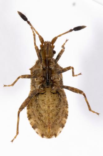 Réf. 326 884 : Strobilotoma typhaecornis