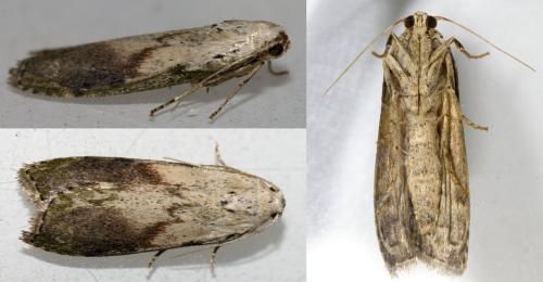 Réf. 326 926 : Aphomia sociella