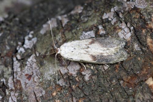 Aphomia sociella
