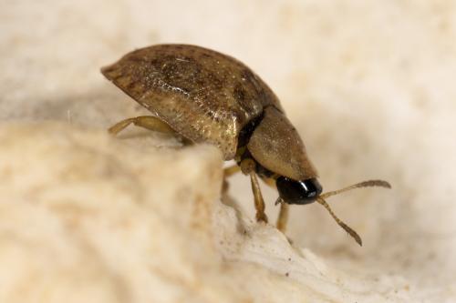 Réf. 326 996 : Hypocassida subferruginea
