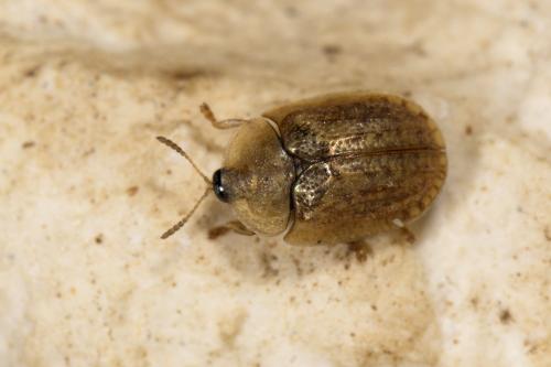 Réf. 326 995 : Hypocassida subferruginea