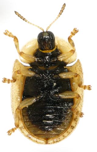 Réf. 326 997 : Hypocassida subferruginea