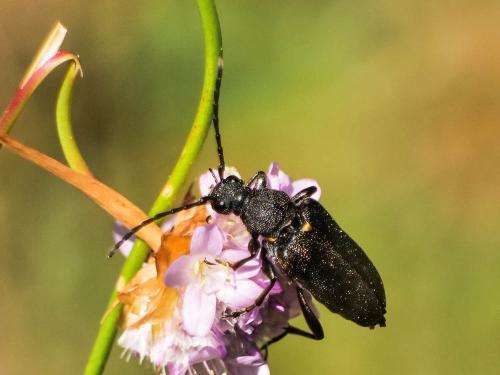 Réf. 326 077 : Stictoleptura scutellata