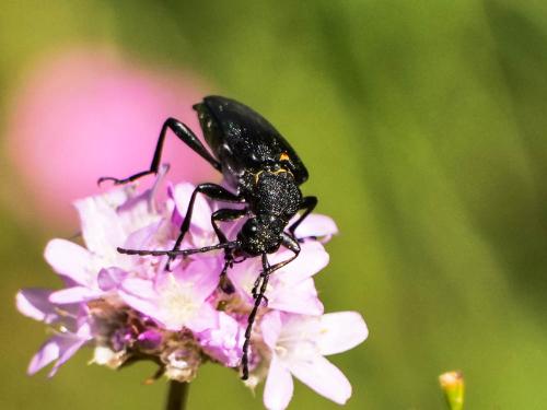 Réf. 326 078 : Stictoleptura scutellata