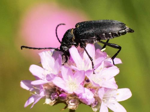 Réf. 326 079 : Stictoleptura scutellata