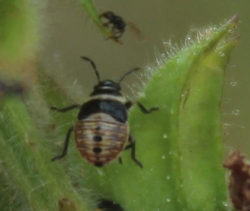 Réf. 326 342 : Platyplax sp.