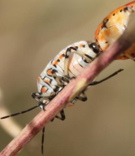 Réf. 326 874 : Eurydema ornata