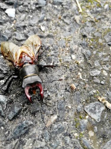 Lucanus cervus