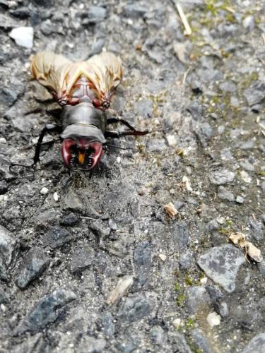 Lucanus cervus