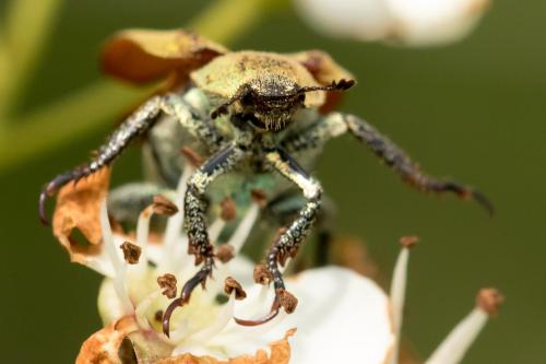 Réf. 326 193 : Hoplia sp.