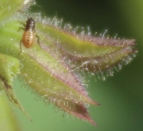 Réf. 326 343 : Platyplax sp.