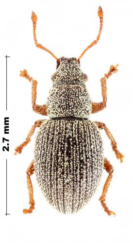 Foucartia cremieri