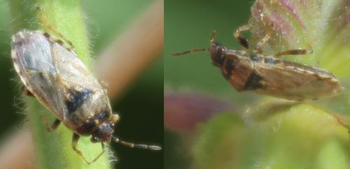 Platyplax salviae