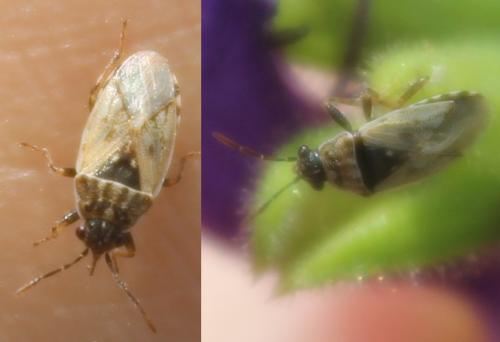 Platyplax salviae