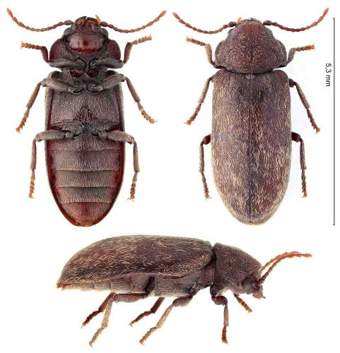 Réf. 326 189 : Hyperisus declive