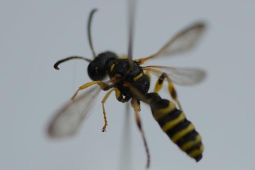 Réf. 326 048 : Cerceris arenaria