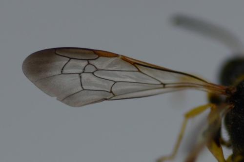 Cerceris arenaria