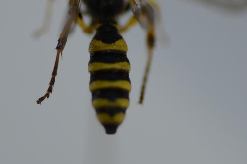 Cerceris arenaria