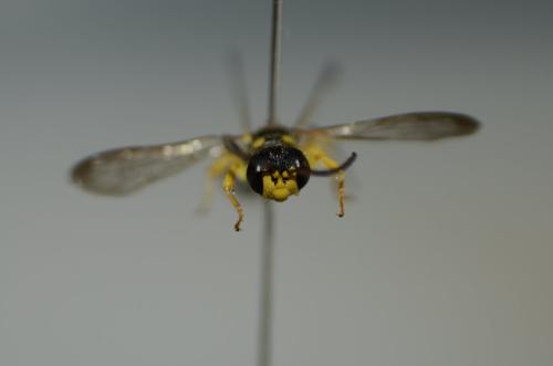 Cerceris arenaria
