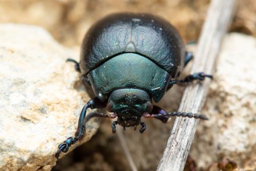 Chrysolina sp.