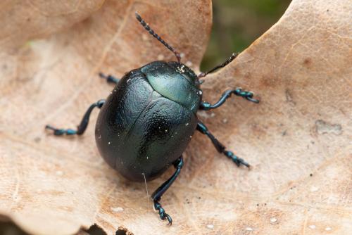 Chrysolina sp.