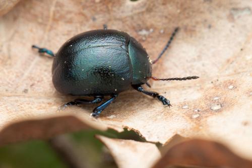 Chrysolina sp.