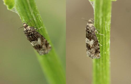 Epiblema sp.