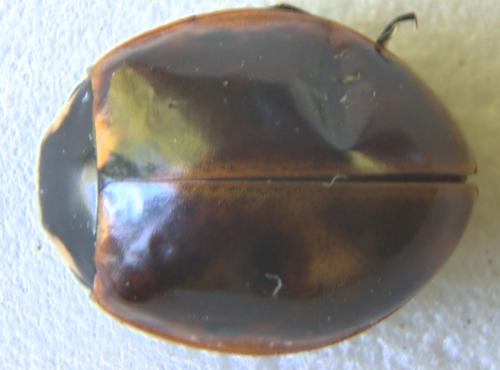 Coccinella septempunctata
