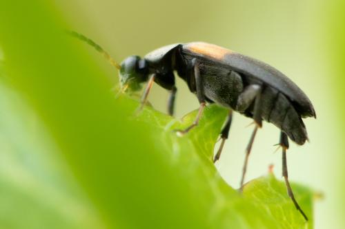 Réf. 326 501 : Anaspis fasciata