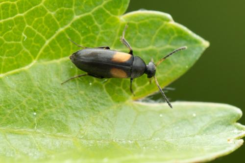 Réf. 326 499 : Anaspis fasciata