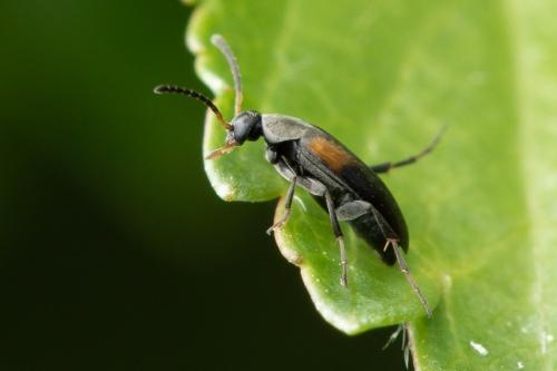 Réf. 326 500 : Anaspis fasciata