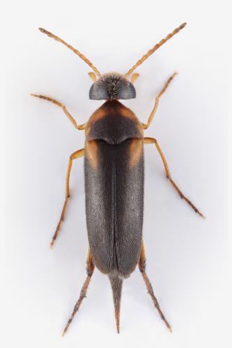 Mordellistena variegata