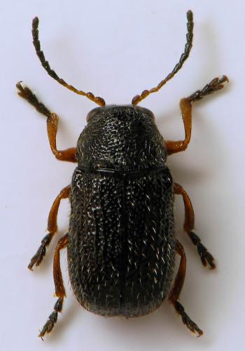 Réf. 326 268 : Stylosomus sp.