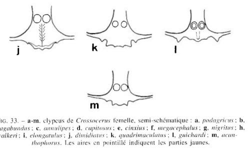 Crossocerus divers