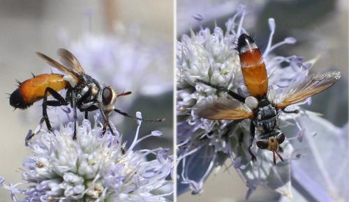 Réf. 326 339 : Cylindromyia rufifrons
