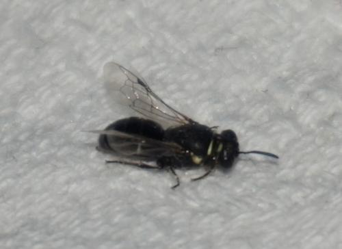 Hylaeus sp.